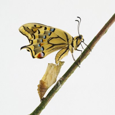 mariposa-oruga[1]