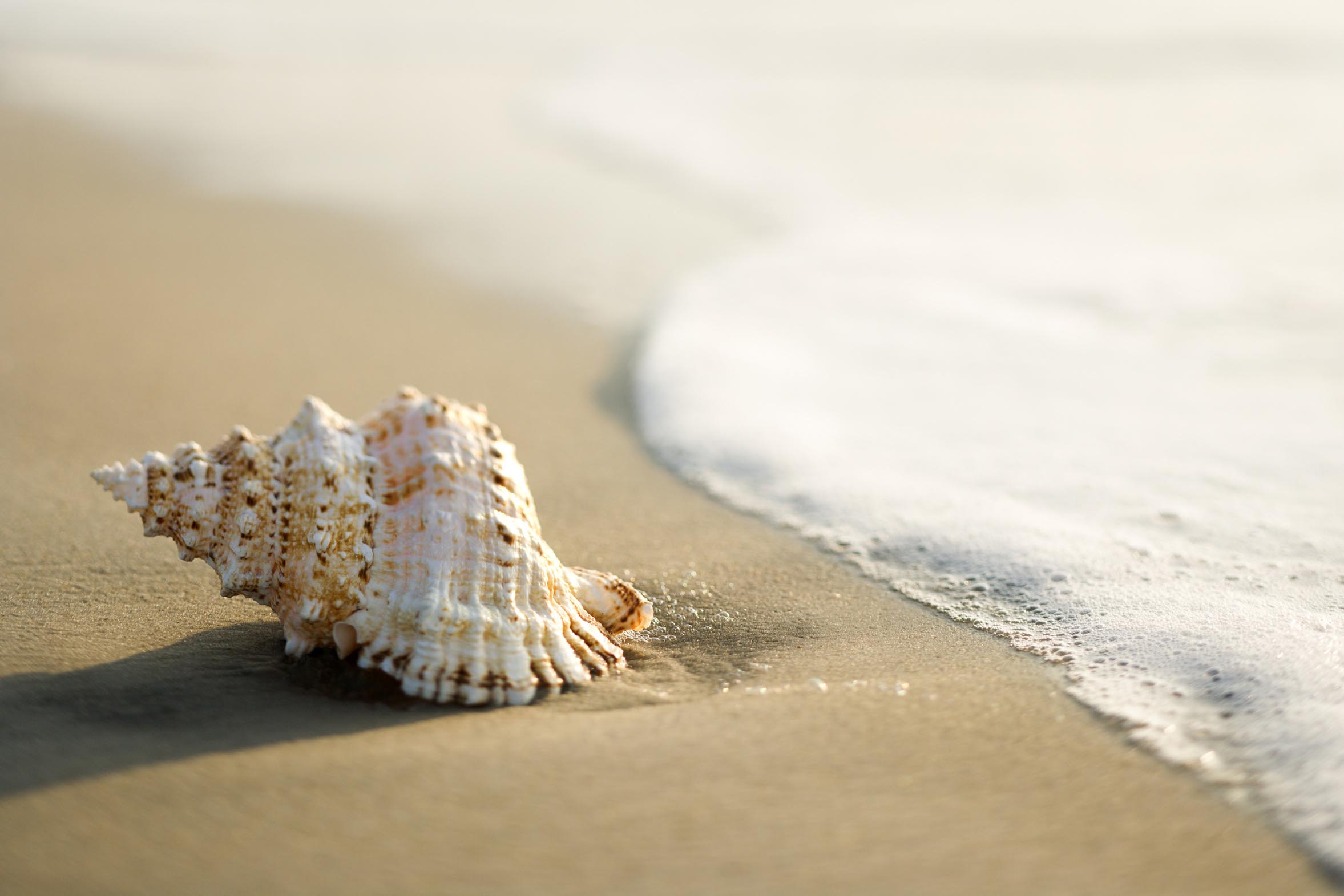 Conch shell on beach  with waves.